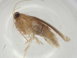  ( - CBG-A06005-F12)  @11 [ ] CreativeCommons - Attribution (2023) Centre for Biodiversity Genomics Centre for Biodiversity Genomics