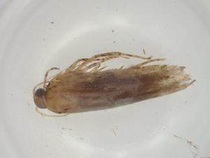  ( - CBG-A06005-G03)  @11 [ ] CreativeCommons - Attribution (2023) Centre for Biodiversity Genomics Centre for Biodiversity Genomics