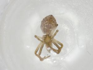  ( - CBG-A06019-C11)  @11 [ ] CreativeCommons - Attribution (2023) Centre for Biodiversity Genomics Centre for Biodiversity Genomics