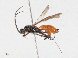  (Digonogastra Malaise7983 - CBG-A06207-H07)  @11 [ ] CreativeCommons - Attribution (2023) CBG Photography Group Centre for Biodiversity Genomics