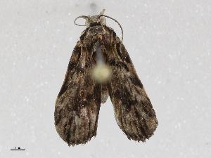  ( - CBG-A06208-E09)  @11 [ ] CreativeCommons - Attribution (2023) CBG Photography Group Centre for Biodiversity Genomics