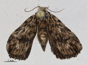  ( - CBG-A06208-F03)  @11 [ ] CreativeCommons - Attribution (2023) CBG Photography Group Centre for Biodiversity Genomics