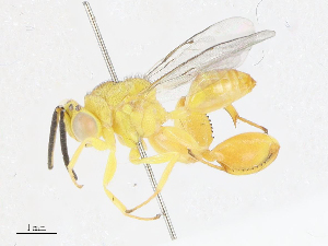  (chalMalaise8640 - CBG-A06209-F06)  @11 [ ] CreativeCommons - Attribution (2023) CBG Photography Group Centre for Biodiversity Genomics