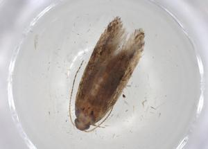  ( - CBG-A06907-E09)  @11 [ ] CreativeCommons - Attribution (2023) Centre for Biodiversity Genomics Centre for Biodiversity Genomics