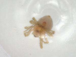  ( - CBG-A06917-G12)  @11 [ ] CreativeCommons - Attribution (2023) Centre for Biodiversity Genomics Centre for Biodiversity Genomics