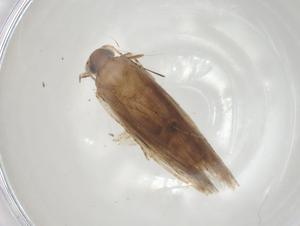  ( - CBG-A07545-H04)  @11 [ ] CreativeCommons - Attribution (2023) Centre for Biodiversity Genomics Centre for Biodiversity Genomics