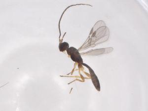  (doryMalaise01 Malaise8666 - CBG-A07551-C02)  @11 [ ] CreativeCommons - Attribution (2023) Centre for Biodiversity Genomics Centre for Biodiversity Genomics