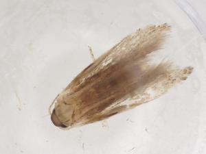  ( - CBG-A07569-B05)  @11 [ ] CreativeCommons - Attribution (2023) Centre for Biodiversity Genomics Centre for Biodiversity Genomics