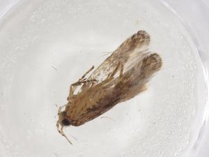  ( - CBG-A07569-B09)  @11 [ ] CreativeCommons - Attribution (2023) Centre for Biodiversity Genomics Centre for Biodiversity Genomics