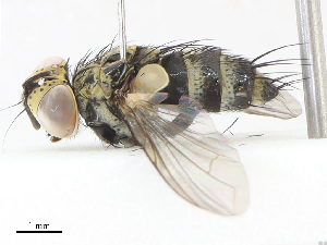  ( - CBG-A05429-E12)  @11 [ ] CreativeCommons - Attribution Share - Alike (2023) CBG Photography Group Centre for Biodiversity Genomics