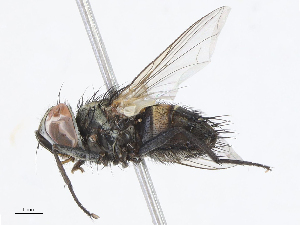  (Carcelia Malaise8339 - CBG-A05430-D03)  @11 [ ] CreativeCommons - Attribution Share - Alike (2023) CBG Photography Group Centre for Biodiversity Genomics