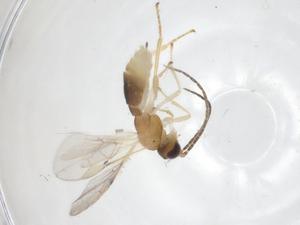  ( - CBG-A14970-H09)  @11 [ ] CreativeCommons - Attribution Share - Alike (2024) Centre for Biodiversity Genomics Centre for Biodiversity Genomics