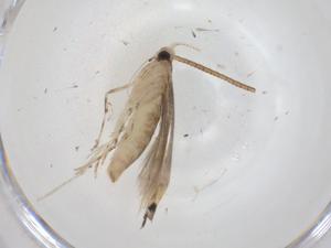  ( - CBG-A27317-G06)  @11 [ ] CreativeCommons - Attribution Share - Alike (2024) Centre for Biodiversity Genomics Centre for Biodiversity Genomics