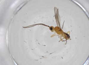  ( - CBG-A27324-D07)  @11 [ ] CreativeCommons - Attribution Share - Alike (2024) Centre for Biodiversity Genomics Centre for Biodiversity Genomics