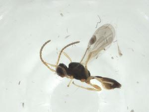  ( - CBG-A27326-G03)  @11 [ ] CreativeCommons - Attribution Share - Alike (2024) Centre for Biodiversity Genomics Centre for Biodiversity Genomics