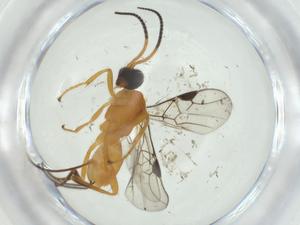  ( - CBG-A27335-D10)  @11 [ ] CreativeCommons - Attribution Share - Alike (2024) Centre for Biodiversity Genomics Centre for Biodiversity Genomics