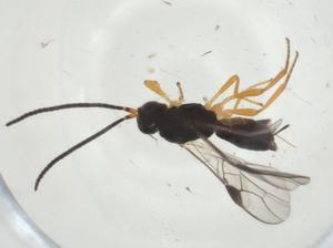  ( - CBG-A27340-B04)  @11 [ ] CreativeCommons - Attribution Share - Alike (2024) Centre for Biodiversity Genomics Centre for Biodiversity Genomics