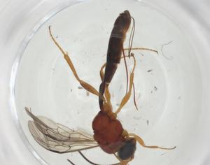  (tersiMalaise01 Malaise0246 - CBG-A27343-A06)  @11 [ ] CreativeCommons - Attribution Share - Alike (2024) Centre for Biodiversity Genomics Centre for Biodiversity Genomics