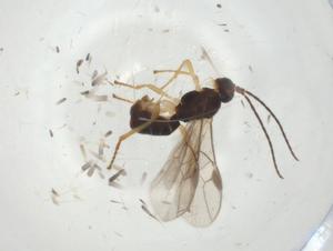  ( - CBG-A27364-G10)  @11 [ ] CreativeCommons - Attribution Share - Alike (2024) Centre for Biodiversity Genomics Centre for Biodiversity Genomics