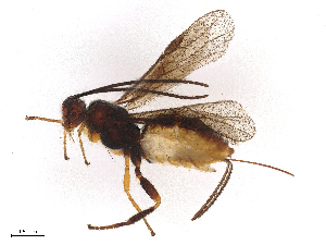  ( - CBG-A27368-F02)  @11 [ ] CreativeCommons - Attribution Share-Alike (2023) CBG Photography Group Centre for Biodiversity Genomics