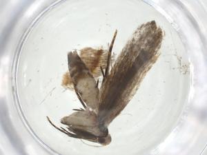  ( - CBG-A27388-H10)  @11 [ ] CreativeCommons - Attribution Share - Alike (2024) Centre for Biodiversity Genomics Centre for Biodiversity Genomics