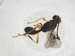  (Leiophron malaise2685 - CBG-A30896-B02)  @11 [ ] CreativeCommons - Attribution Share - Alike (2024) Centre for Biodiversity Genomics Centre for Biodiversity Genomics