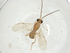  (Stiropius Malaise3844 - CBG-A30902-H10)  @11 [ ] CreativeCommons - Attribution Share - Alike (2024) Centre for Biodiversity Genomics Centre for Biodiversity Genomics