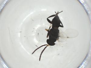  (chalMalaise01 malaise0792 - CBG-A30904-D09)  @11 [ ] CreativeCommons - Attribution Share - Alike (2024) Centre for Biodiversity Genomics Centre for Biodiversity Genomics