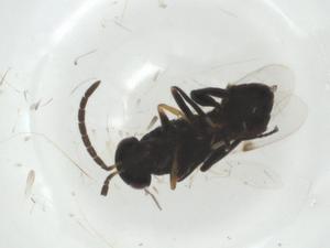  ( - CBG-A30904-F10)  @11 [ ] CreativeCommons - Attribution Share - Alike (2024) Centre for Biodiversity Genomics Centre for Biodiversity Genomics