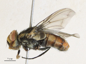 (Billaea Malaise5645 - CBG-A31783-H10)  @11 [ ] CreativeCommons - Attribution Share - Alike (2024) CBG Photography Group Centre for Biodiversity Genomics
