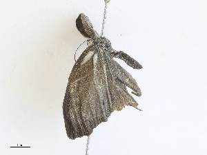  ( - CBG-A31785-D09)  @11 [ ] CreativeCommons - Attribution Share - Alike (2024) CBG Photography Group Centre for Biodiversity Genomics