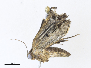  ( - CBG-A31785-D11)  @11 [ ] CreativeCommons - Attribution Share - Alike (2024) CBG Photography Group Centre for Biodiversity Genomics