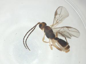  ( - CBG-A32531-A10)  @11 [ ] CreativeCommons - Attribution Share - Alike (2024) Centre for Biodiversity Genomics Centre for Biodiversity Genomics