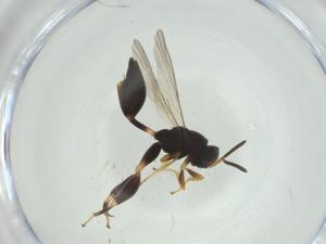  (chalMalaise01 Malaise3684 - CBG-A32545-E10)  @11 [ ] CreativeCommons - Attribution Share - Alike (2024) Centre for Biodiversity Genomics Centre for Biodiversity Genomics