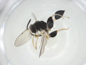  (chalMalaise01 Malaise1394 - CBG-A32550-F11)  @11 [ ] CreativeCommons - Attribution Share - Alike (2024) Centre for Biodiversity Genomics Centre for Biodiversity Genomics