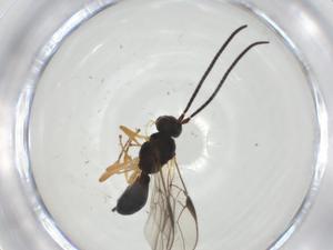  ( - CBG-A32568-E08)  @11 [ ] CreativeCommons - Attribution Share - Alike (2024) Centre for Biodiversity Genomics Centre for Biodiversity Genomics