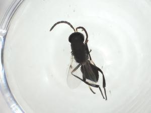  ( - CBG-A32568-F01)  @11 [ ] CreativeCommons - Attribution Share - Alike (2024) Centre for Biodiversity Genomics Centre for Biodiversity Genomics