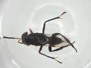  ( - CBG-A32574-B07)  @11 [ ] CreativeCommons - Attribution Share - Alike (2024) Centre for Biodiversity Genomics Centre for Biodiversity Genomics