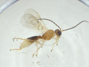  ( - CBG-A32592-F05)  @11 [ ] CreativeCommons - Attribution Share - Alike (2024) Centre for Biodiversity Genomics Centre for Biodiversity Genomics