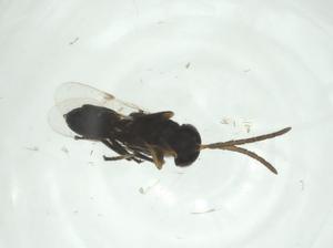  ( - CBG-A32595-H06)  @11 [ ] CreativeCommons - Attribution Share - Alike (2024) Centre for Biodiversity Genomics Centre for Biodiversity Genomics