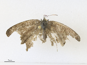  ( - CBG-A33437-B08)  @11 [ ] CreativeCommons - Attribution Share - Alike (2024) CBG Photography Group Centre for Biodiversity Genomics