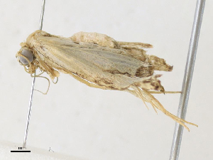  ( - CBG-A33437-F05)  @11 [ ] CreativeCommons - Attribution Share - Alike (2024) CBG Photography Group Centre for Biodiversity Genomics