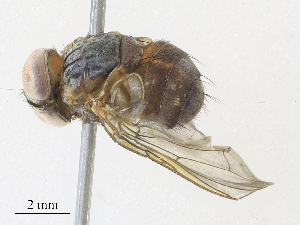  (Telothyria Malaise5999 - CBG-A33441-A09)  @11 [ ] CreativeCommons - Attribution Share - Alike (2024) CBG Photography Group Centre for Biodiversity Genomics