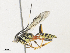  ( - CBG-A33441-B07)  @11 [ ] CreativeCommons - Attribution Share - Alike (2024) CBG Photography Group Centre for Biodiversity Genomics