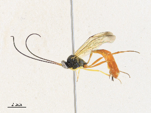  ( - CBG-A33442-B01)  @11 [ ] CreativeCommons - Attribution Share - Alike (2024) CBG Photography Group Centre for Biodiversity Genomics