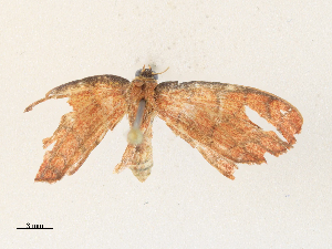  (Semaeopus Malaise4423 - CBG-A33444-A02)  @11 [ ] CreativeCommons - Attribution Share-Alike (2024) CBG Photography Group Centre for Biodiversity Genomics