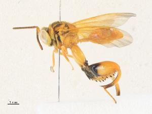  (chalMalaise1582 - CBG-A33444-B01)  @11 [ ] CreativeCommons - Attribution Share-Alike (2024) CBG Photography Group Centre for Biodiversity Genomics