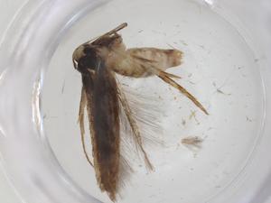  (elachMalaise01 Malaise7849 - CBG-A33522-A07)  @11 [ ] CreativeCommons - Attribution Share - Alike (2024) Centre for Biodiversity Genomics Centre for Biodiversity Genomics