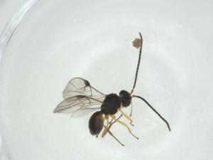  ( - CBG-A33530-D10)  @11 [ ] CreativeCommons - Attribution Share - Alike (2024) Centre for Biodiversity Genomics Centre for Biodiversity Genomics