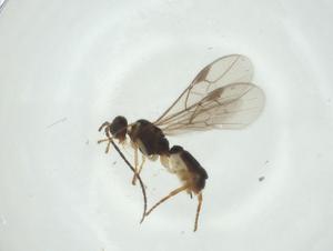  ( - CBG-A33538-F09)  @11 [ ] CreativeCommons - Attribution Share - Alike (2024) Centre for Biodiversity Genomics Centre for Biodiversity Genomics